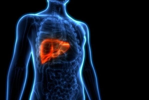 liver